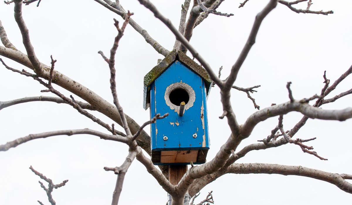 Creating a Container Garden That Attracts Pollinators