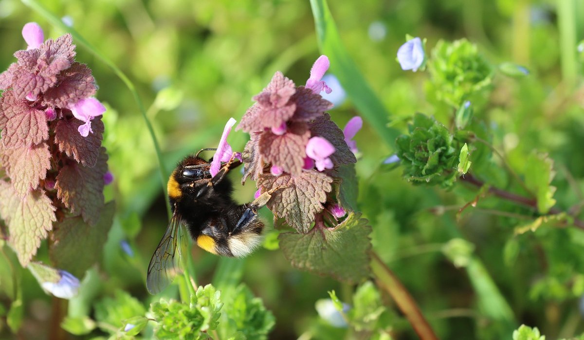 Creating a Wildlife Corridor Between Neighbours