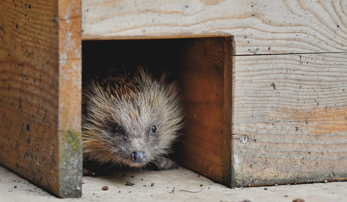 How to Build a Log Pile for Wildlife