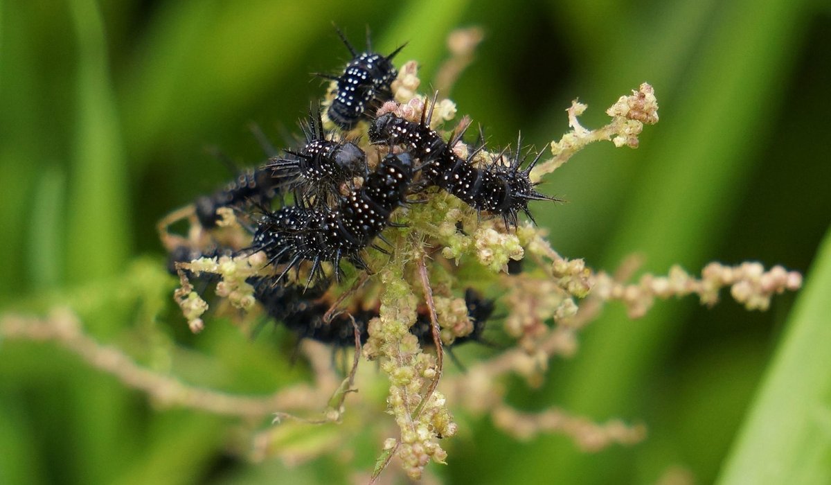 How to Keep a Wildlife Garden in Winter