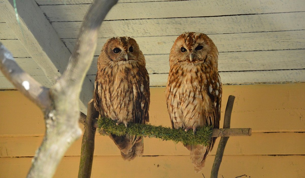 How to Photograph Birds at Your Garden Feeder