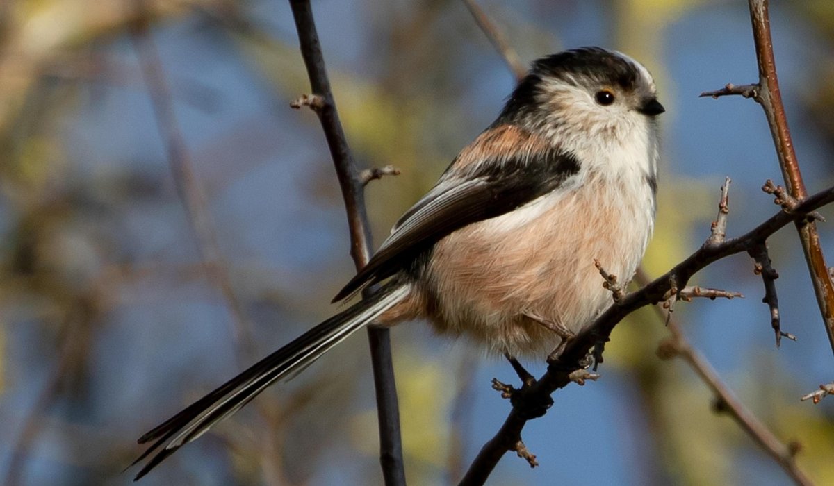 Identifying Common British Garden Birds by Their Calls