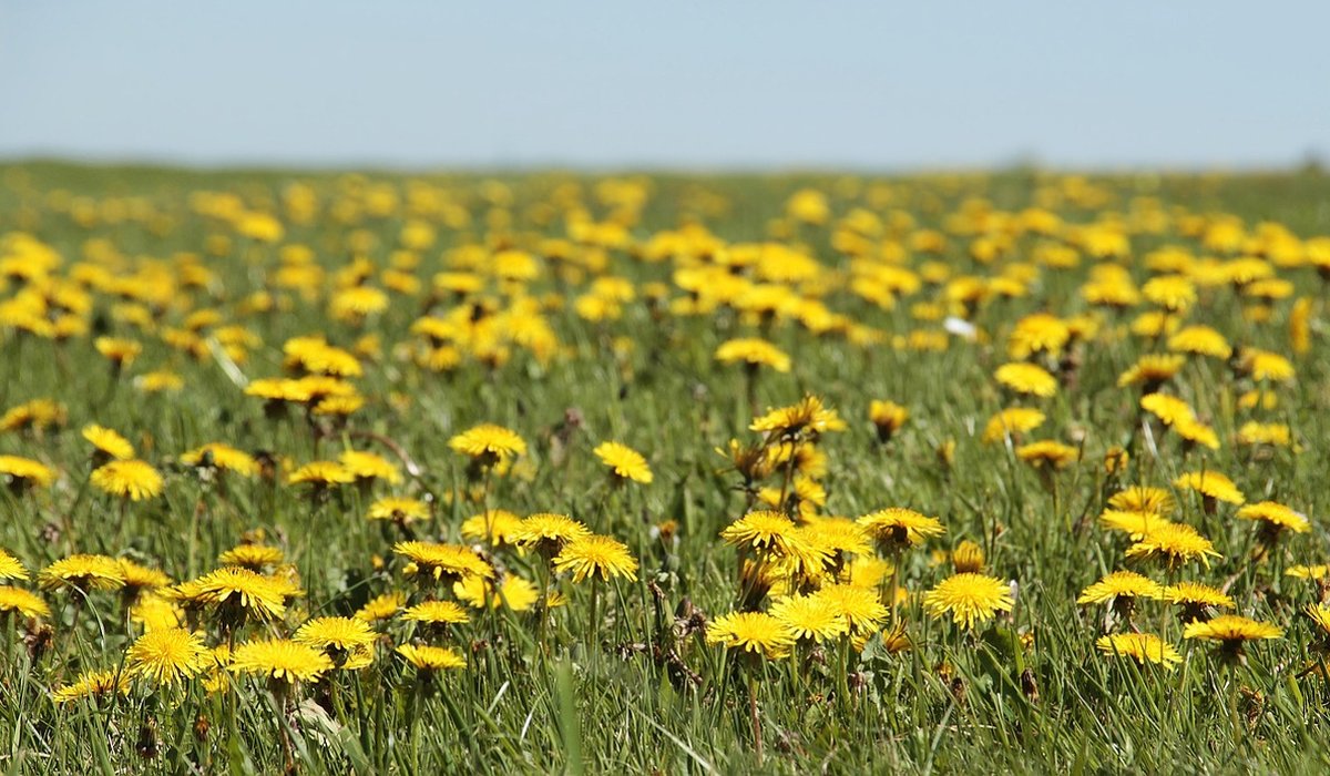 Managing a Garden Meadow Through the Seasons