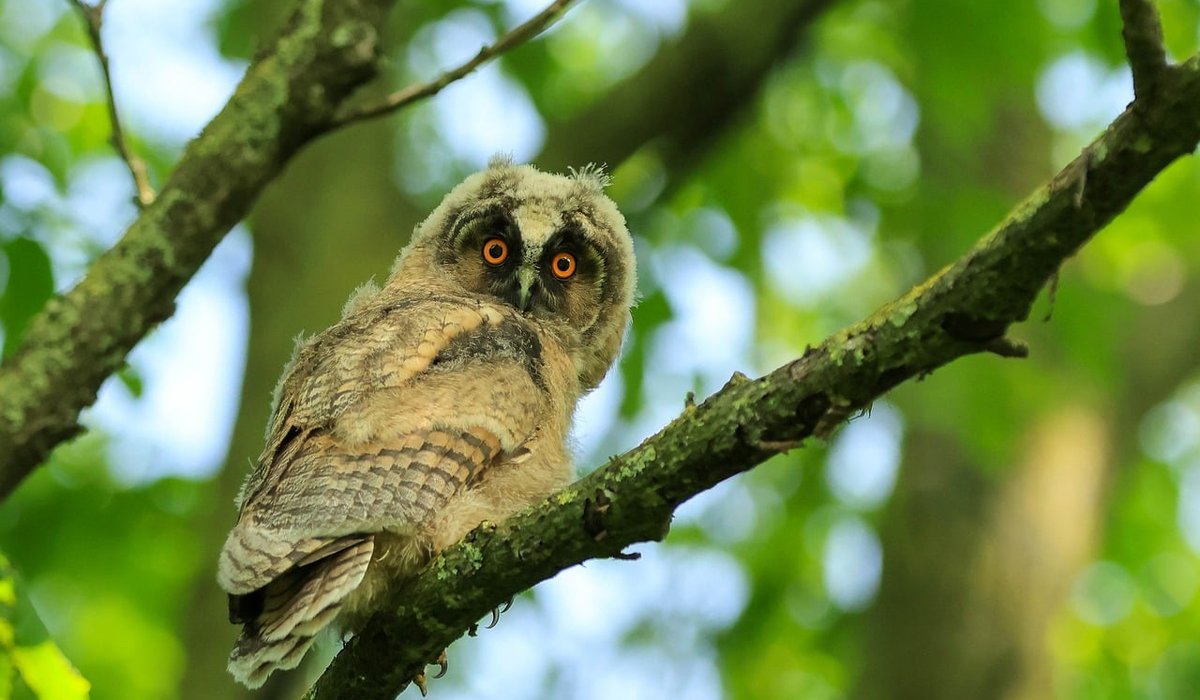 Recognising Tawny Owl Calls on Autumn Evenings